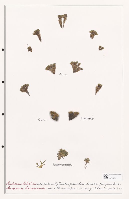 Androsace helvetica  (Primulaceae)