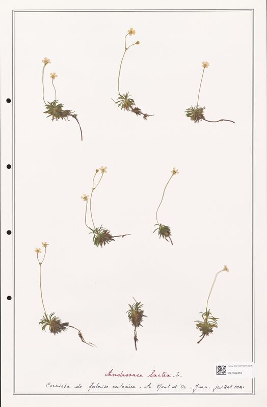 Androsace lactea  (Primulaceae)