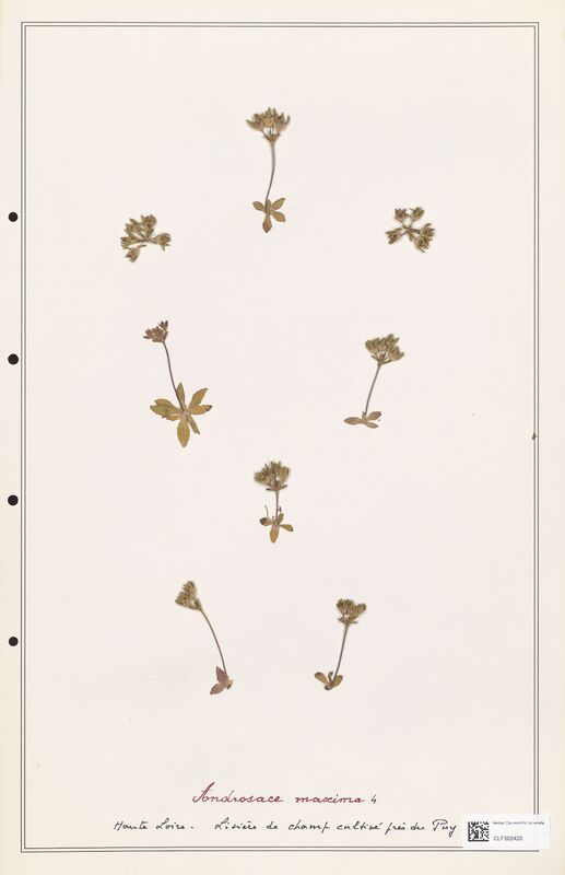 Androsace maxima  (Primulaceae)