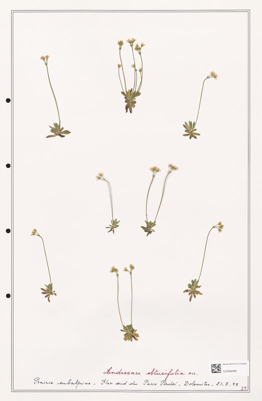 Androsace obtusifolia  (Primulaceae)