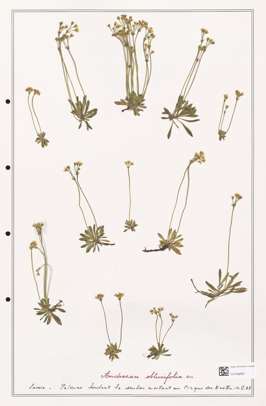 Androsace obtusifolia  (Primulaceae)