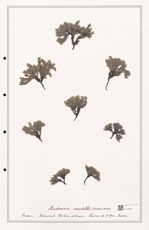 Androsace vandellii  (Primulaceae)