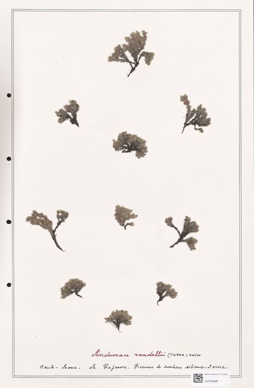 Androsace vandellii  (Primulaceae)