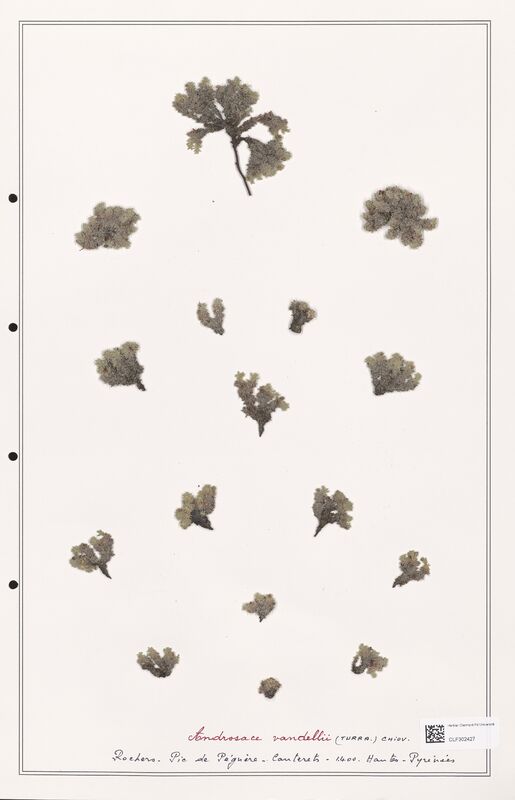 Androsace vandellii  (Primulaceae)