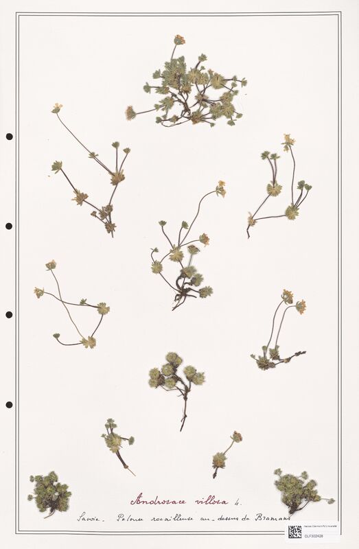 Androsace villosa  (Primulaceae)