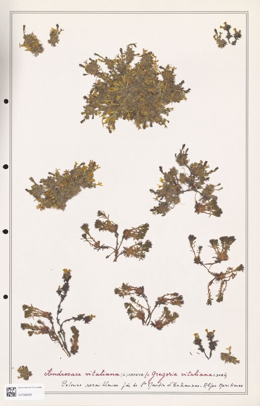 Androsace vitaliana  (Primulaceae)