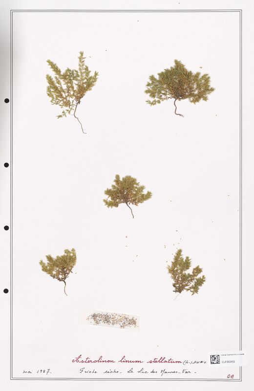 Asterolinon linum  (Primulaceae)