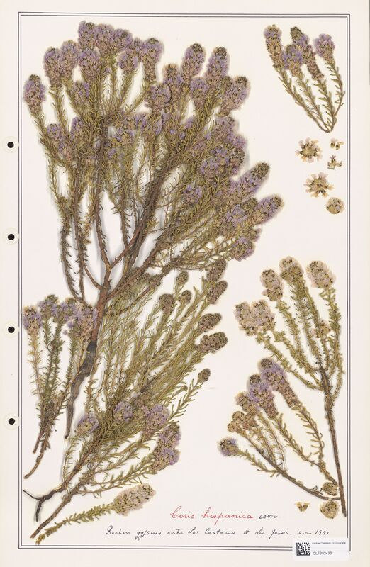 Coris hispanica  (Primulaceae)