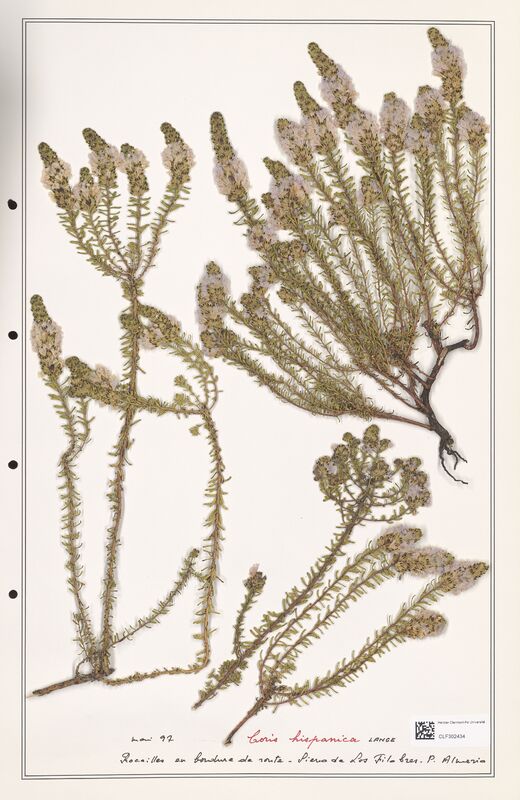 Coris hispanica  (Primulaceae)