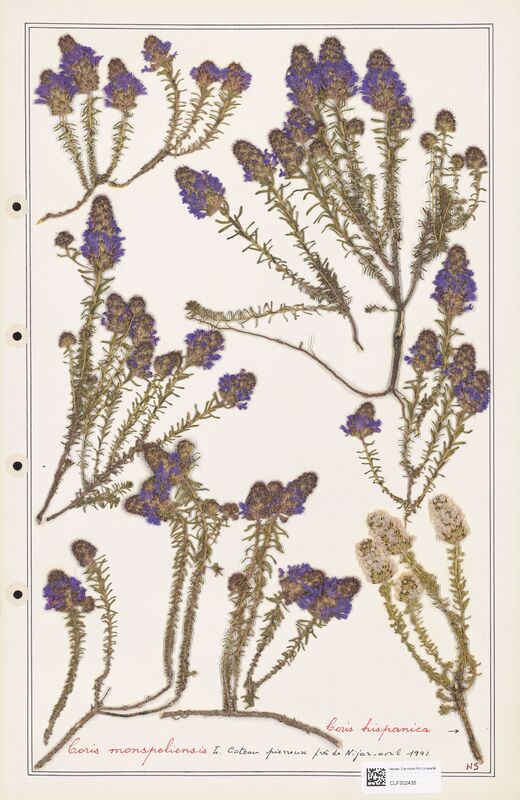 Coris hispanica  (Primulaceae)