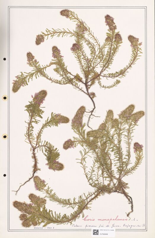 Coris monspeliensis  (Primulaceae)