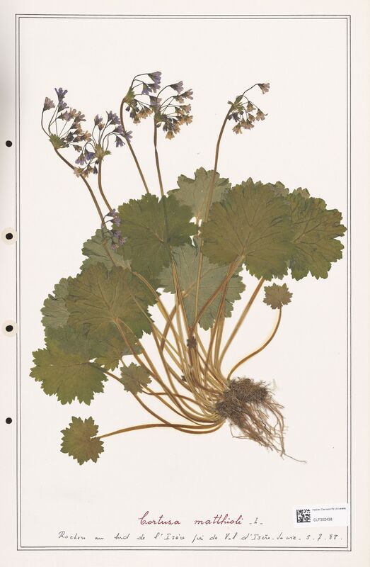 Cortusa matthioli  (Primulaceae)