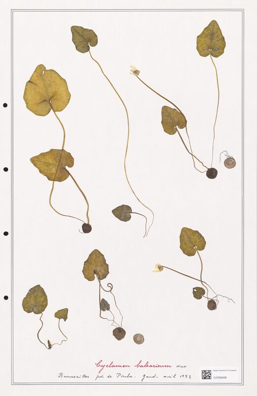 Cyclamen balearicum  (Primulaceae)