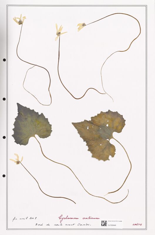 Cyclamen creticum  (Primulaceae)