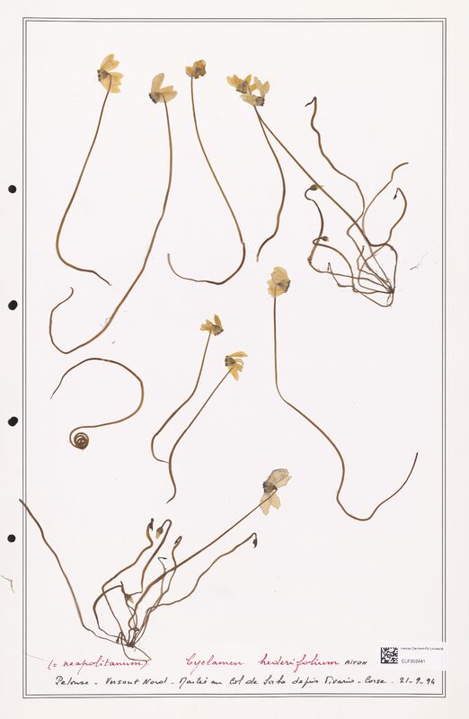 Cyclamen hederifolium  (Primulaceae)