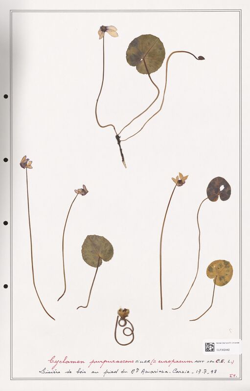 Cyclamen purpurascens  (Primulaceae)