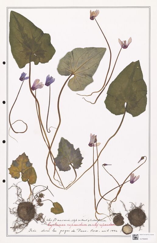 Cyclamen repandum  (Primulaceae)