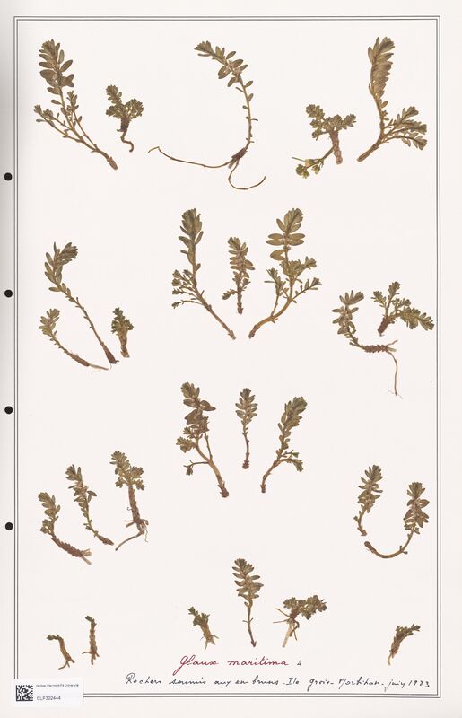 Glaux maritima  (Primulaceae)