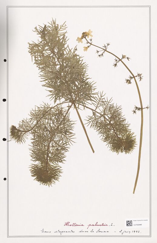 Hottonia palustris  (Primulaceae)