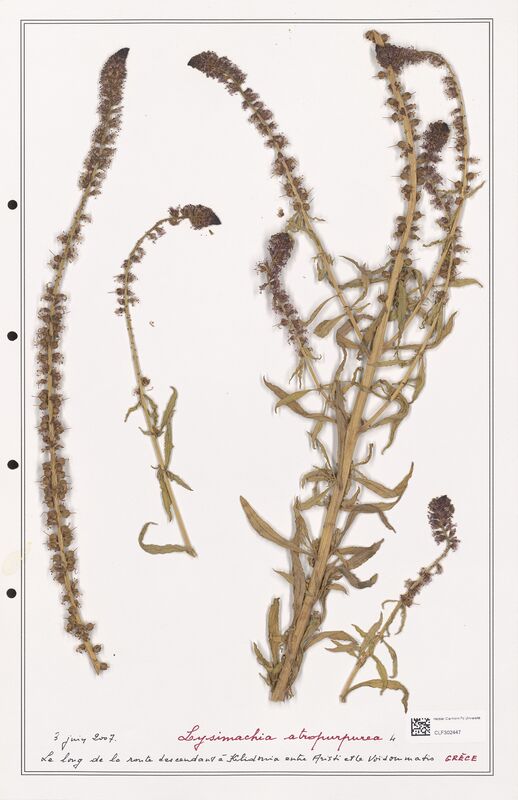 Lysimachia atropurpurea  (Primulaceae)