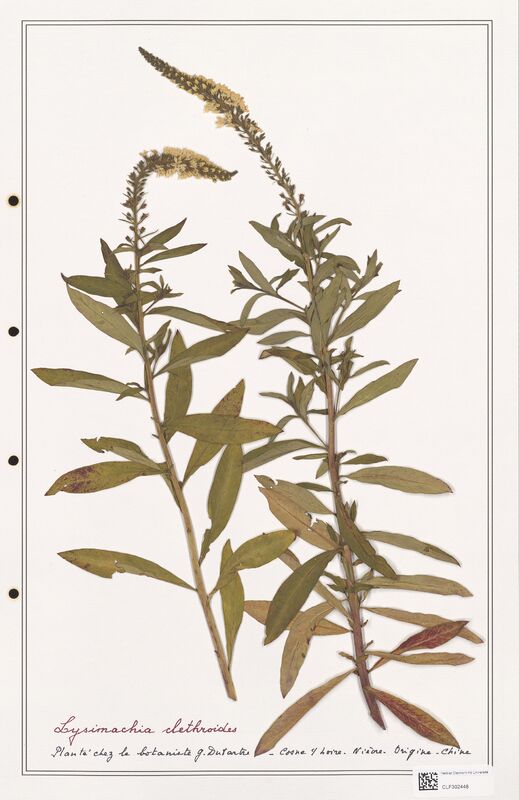 Lysimachia clethroides  (Primulaceae)