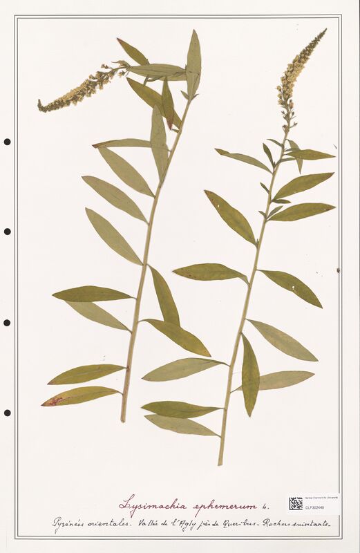 Lysimachia ephemerum  (Primulaceae)