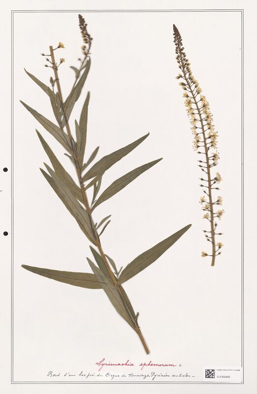 Lysimachia ephemerum  (Primulaceae)