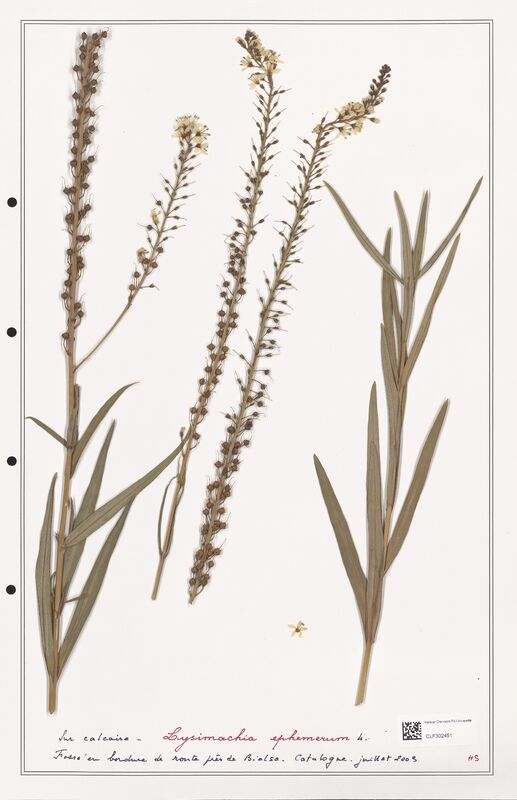 Lysimachia ephemerum  (Primulaceae)