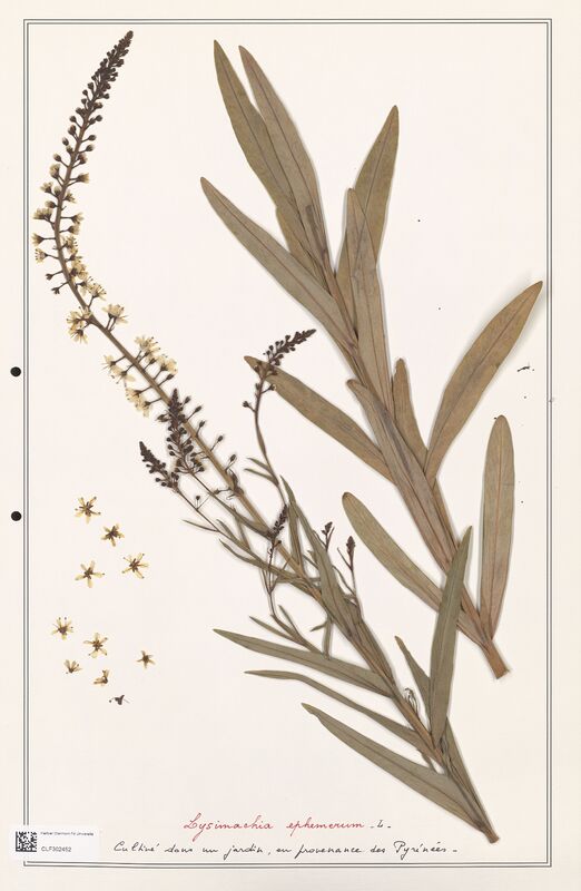 Lysimachia ephemerum  (Primulaceae)