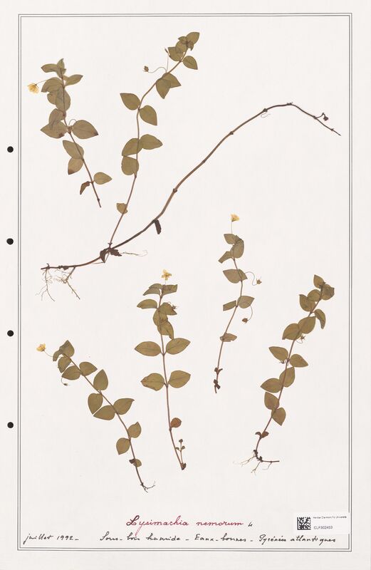 Lysimachia nemorum  (Primulaceae)