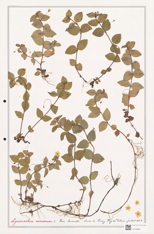 Lysimachia nemorum  (Primulaceae)