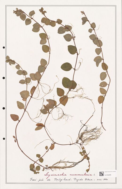 Lysimachia nummularia  (Primulaceae)