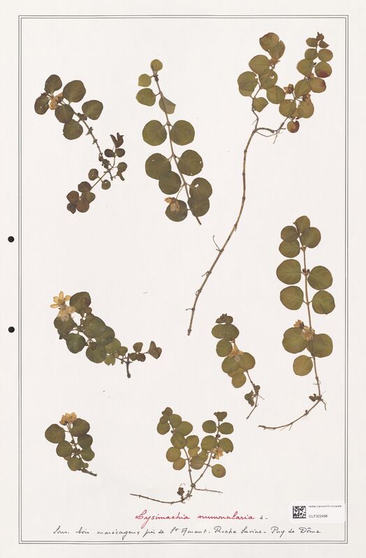 Lysimachia nummularia  (Primulaceae)