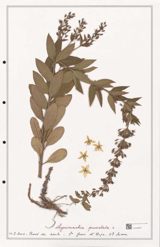 Lysimachia punctata  (Primulaceae)