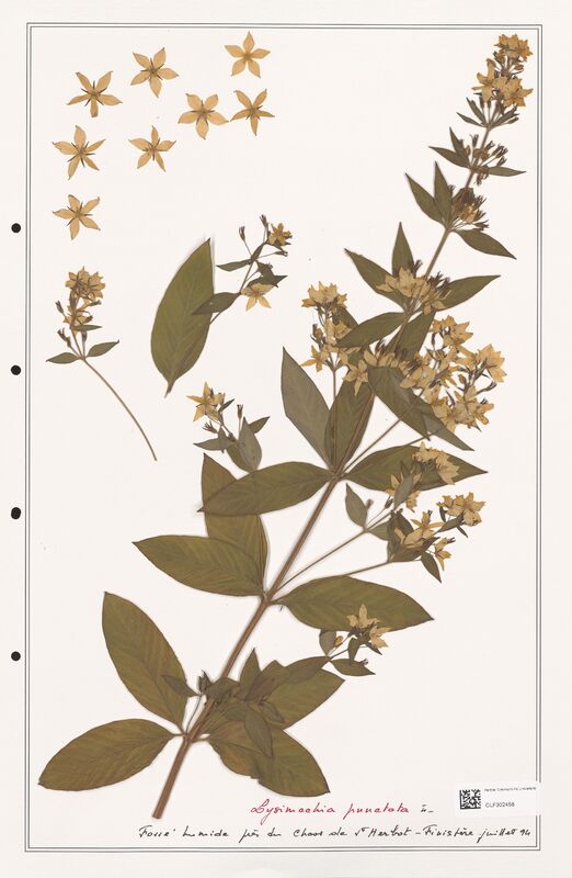 Lysimachia punctata  (Primulaceae)