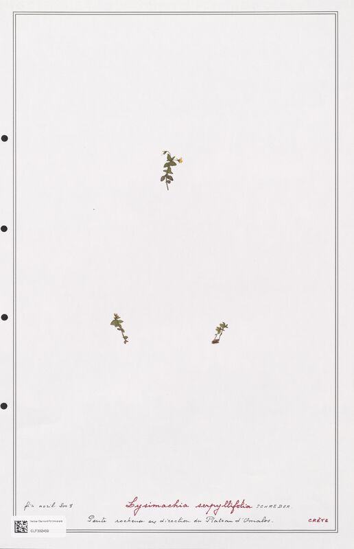 Lysimachia serpyllifolia  (Primulaceae)