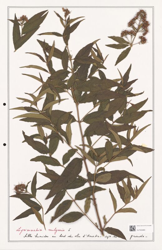 Lysimachia vulgaris  (Primulaceae)