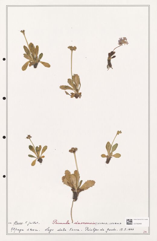Primula daonensis  (Primulaceae)