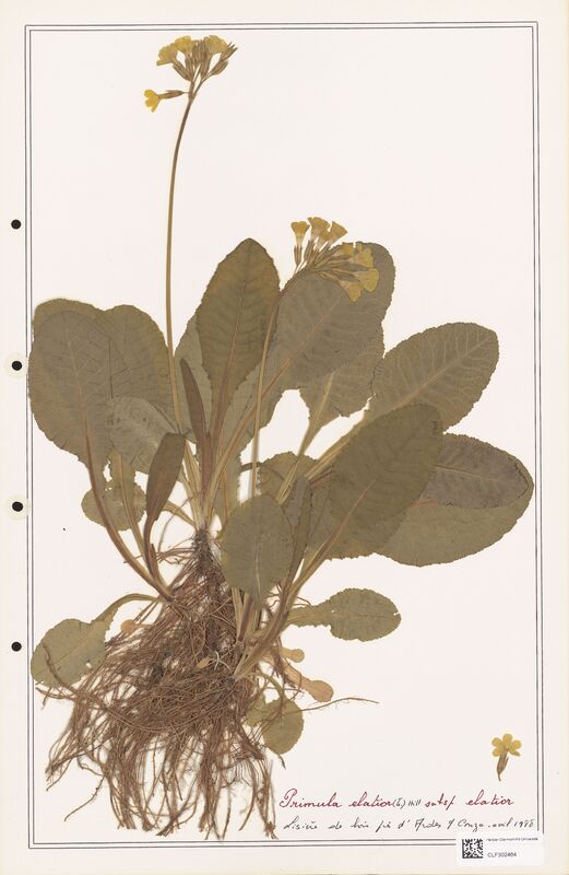 Primula eliatior  (Primulaceae)