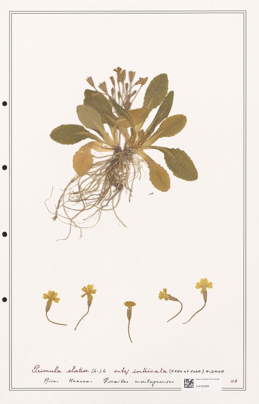 Primula eliatior  (Primulaceae)
