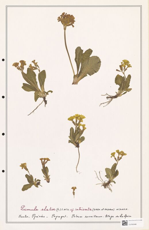 Primula eliatior  (Primulaceae)