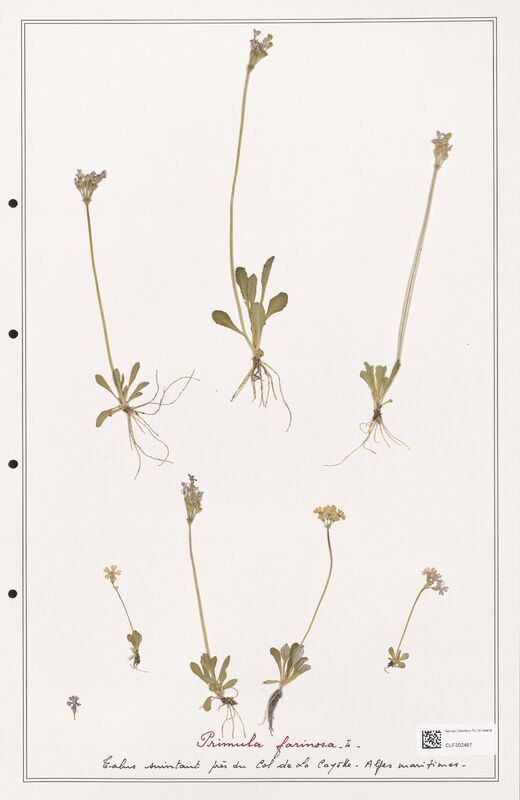 Primula farinosa  (Primulaceae)