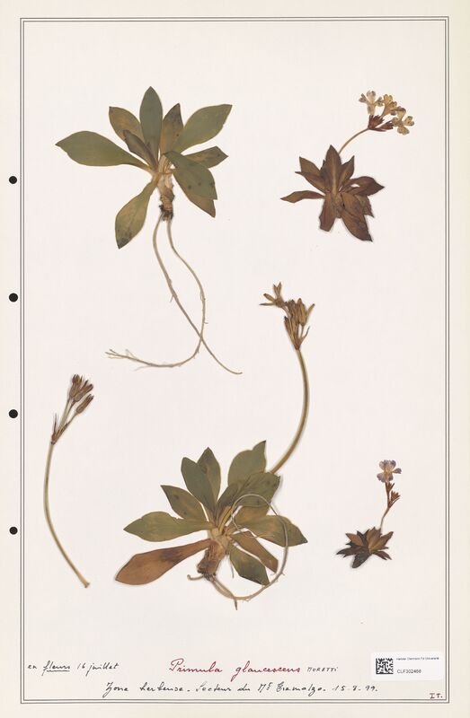 Primula glaucescens  (Primulaceae)