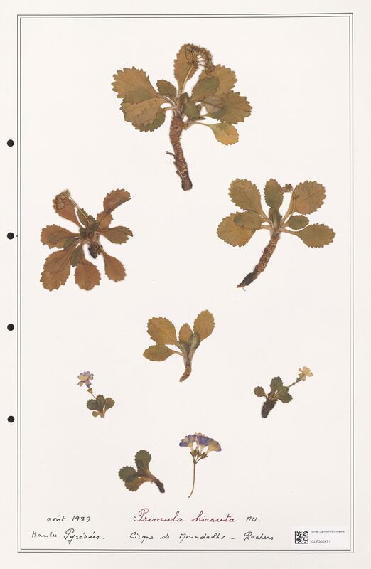 Primula hirsuta  (Primulaceae)