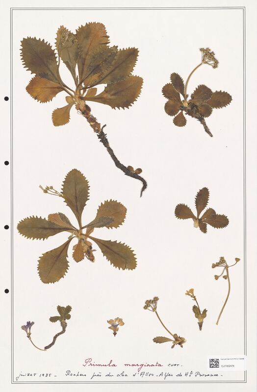 Primula marginata  (Primulaceae)