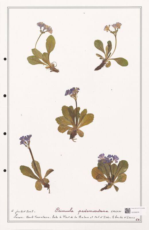 Primula pedemontana  (Primulaceae)