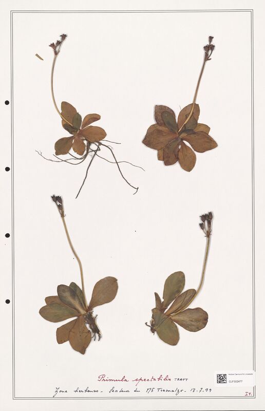 Primula spectabilis  (Primulaceae)
