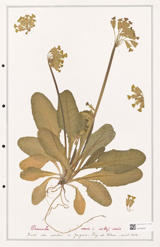 Primula veris  (Primulaceae)