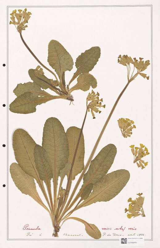Primula veris  (Primulaceae)
