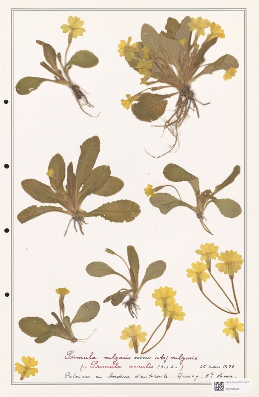 Primula vulgaris  (Primulaceae)